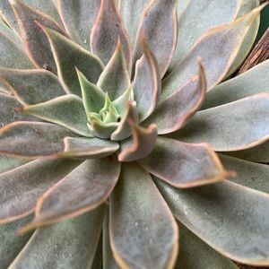 Meet your Posher, Monique